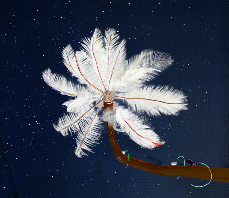 Alex Fischer, Feather Feeder, 2013